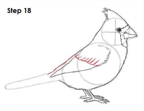 Cardinal Bird Drawing 18 Draw Cardinal Bird 18