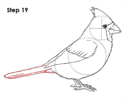 Cardinal Bird Drawing 19 Draw Cardinal Bird 19