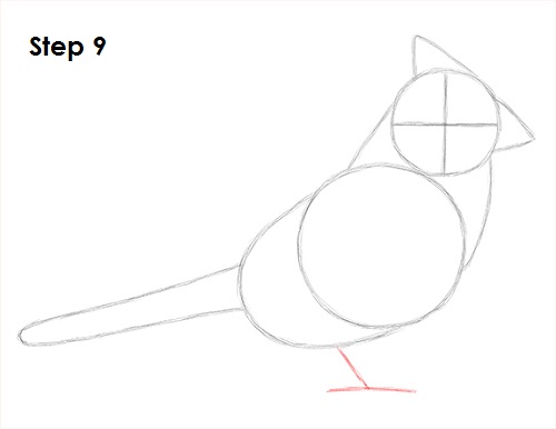 Cardinal Bird Drawing 9 Draw Cardinal Bird 9