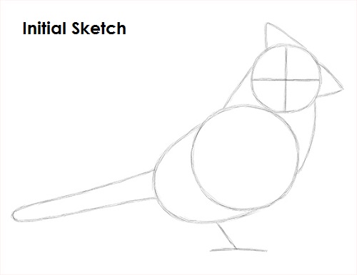 Cardinal Bird Drawing Sketch Draw Cardinal Bird Sketch