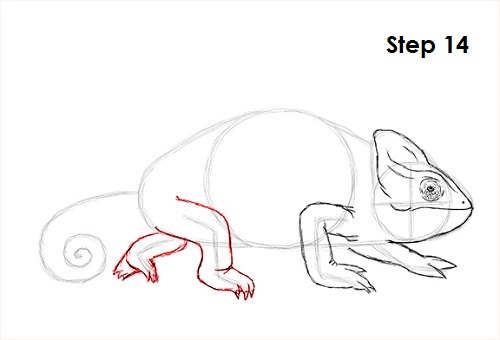 Chameleon Drawing 14 Draw Chameleon 14