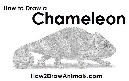 Draw Chameleon Draw a Chameleon