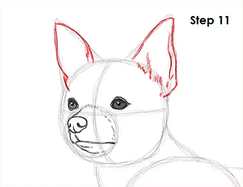 Chihuahua Dog Drawing 11 Draw Chihuahua 11