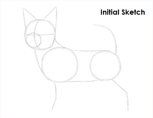 Chihuahua Dog Drawing Initial Sketch Draw Chihuahua Initial Sketch