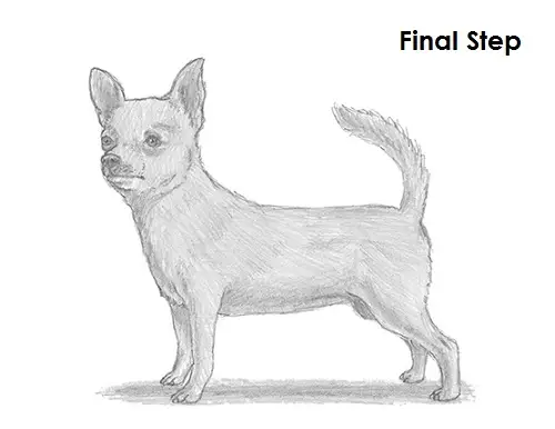 Chihuahua Dog Drawing Draw Chihuahua