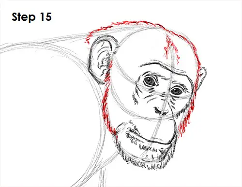 Chimpanzee Drawing 15 Draw Chipmanzee 15