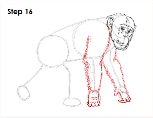 Chimpanzee Drawing 16 Draw Chipmanzee 16