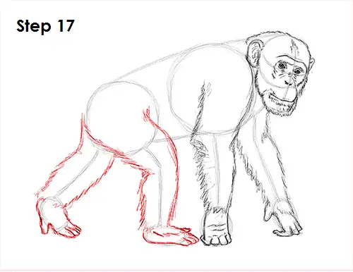Chimpanzee Drawing 17 Draw Chipmanzee 17