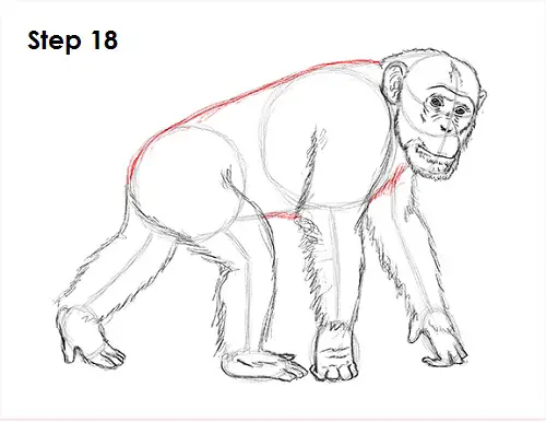 Chimpanzee Drawing 18 Draw Chipmanzee 18