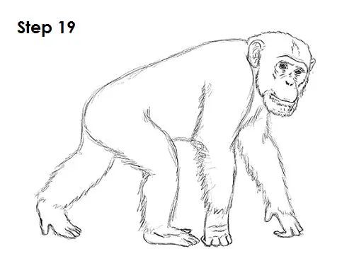 Chimpanzee Drawing 19 Draw Chipmanzee 19