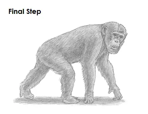 Chimpanzee Drawing Last Draw Chipmanzee Last