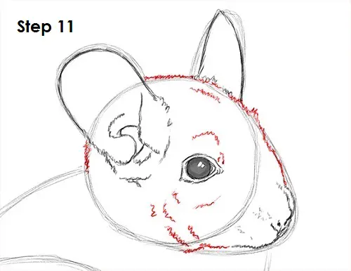 Chinchilla Drawing 11 Draw Chinchilla 11
