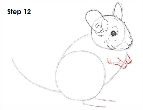 Chinchilla Drawing 12 Draw Chinchilla 12