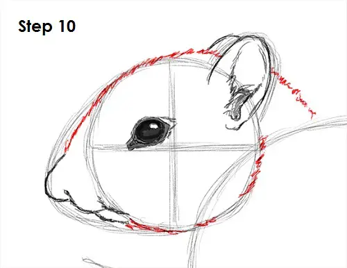 Chipmunk Drawing 10 Draw Chipmunk 10