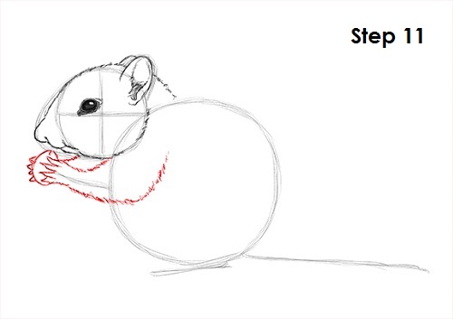 Chipmunk Drawing 11 Draw Chipmunk 11