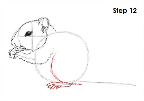 Chipmunk Drawing 12 Draw Chipmunk 12