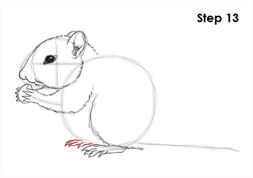Chipmunk Drawing 13 Draw Chipmunk 13