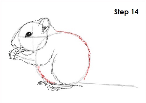 Chipmunk Drawing 14 Draw Chipmunk 14