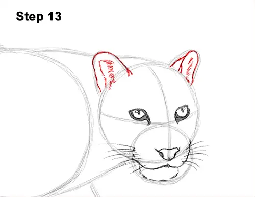 draw clouded leopard 13