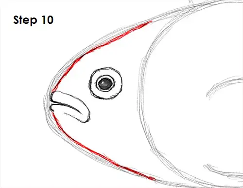 Clownfish Drawing 10 Draw Clownfish 10