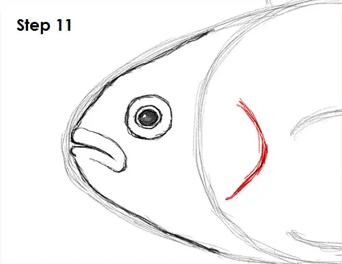 Clownfish Drawing 11 Draw Clownfish 11