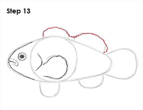 Clownfish Drawing 13 Draw Clownfish 13