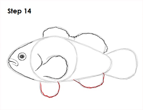 Clownfish Drawing 14 Draw Clownfish 14