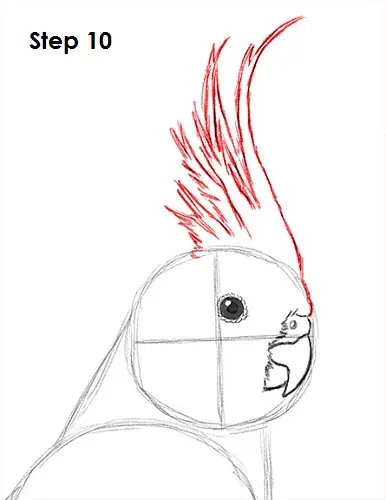 Cockatiel Bird 10 Draw a Cockatiel 10