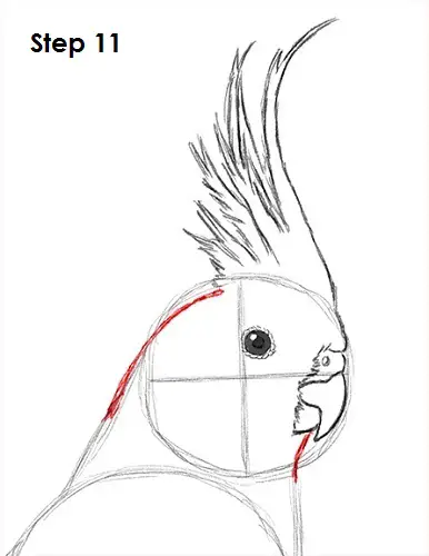 Cockatiel Bird 11 Draw a Cockatiel 11