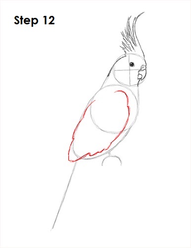 Cockatiel Bird 12 Draw a Cockatiel 12