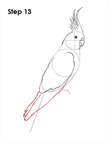 Cockatiel Bird 13 Draw a Cockatiel 13