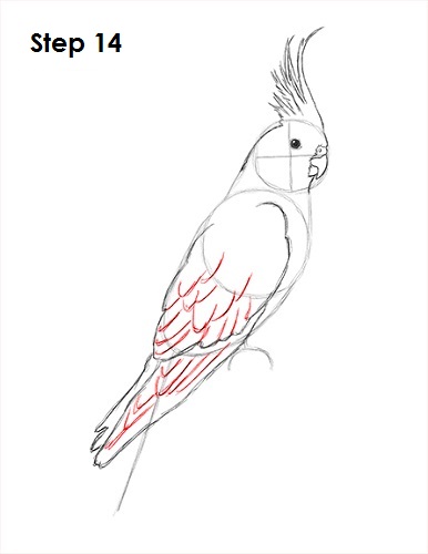 Cockatiel Bird 14 Draw a Cockatiel 14