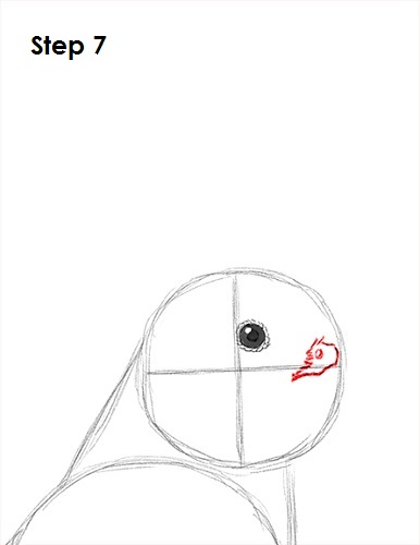 Cockatiel Bird 7 Draw a Cockatiel 7
