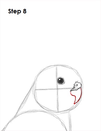 Cockatiel Bird 8 Draw a Cockatiel 8