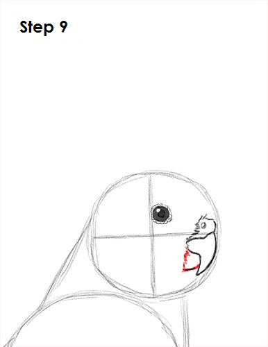 Cockatiel Bird 9 Draw a Cockatiel 9