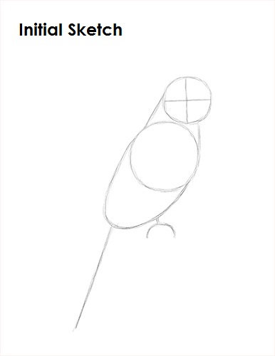Cockatiel Bird Sketch Draw a Cockatiel Sketch