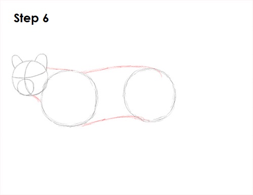 Cougar Cat Drawing 6 Draw Cougar Cat 6