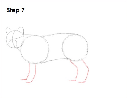 Cougar Cat Drawing 7 Draw Cougar Cat 7