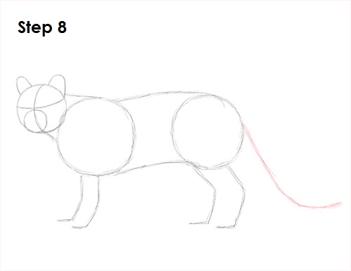 Cougar Cat Drawing 8 Draw Cougar Cat 8