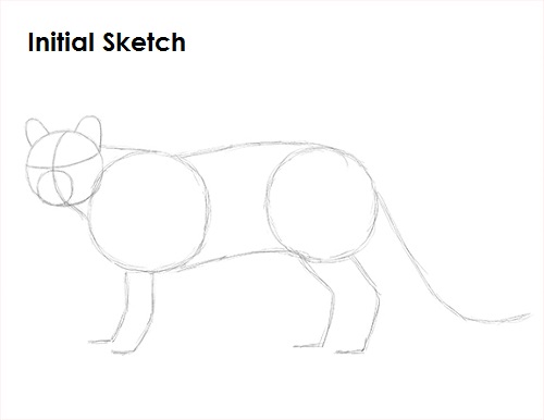 Cougar Cat Drawing Sketch Draw Cougar Cat Sketch