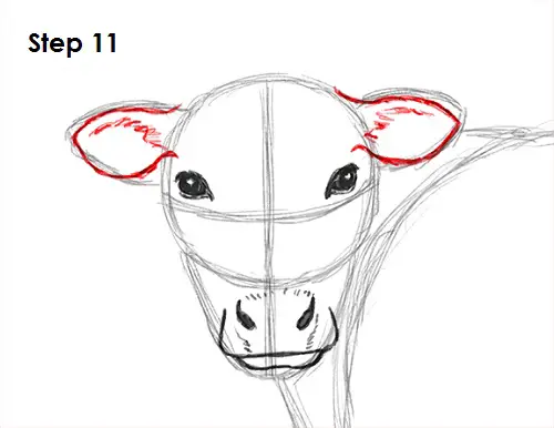Cow Drawing 11 Draw Cow 11