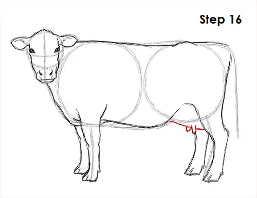 Cow Drawing 16 Draw Cow 16