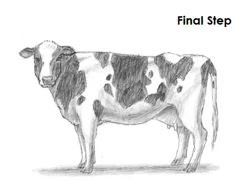 Cow Drawing Final Draw Cow Final