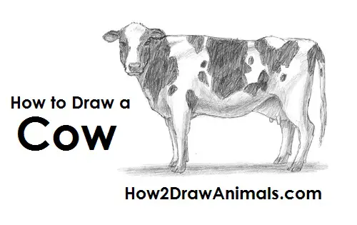 Cow Drawing Draw Cow