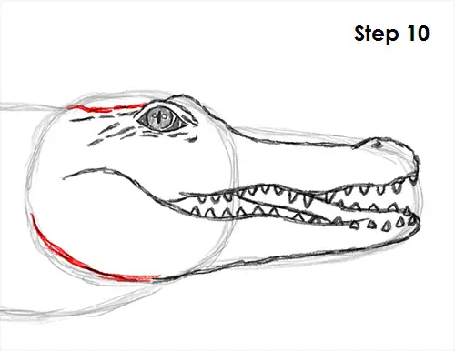 Crocodile Drawing 10 Draw Crocodile 10