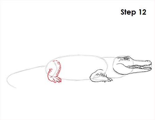 Crocodile Drawing 12 Draw Crocodile 12
