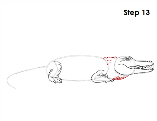 Crocodile Drawing 13 Draw Crocodile 13