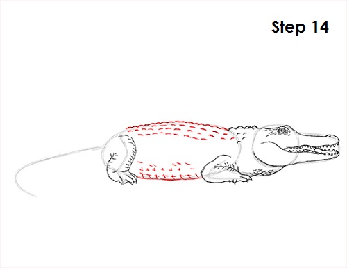 Crocodile Drawing 14 Draw Crocodile 14