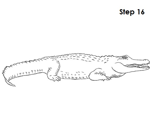 Crocodile Drawing 16 Draw Crocodile 16