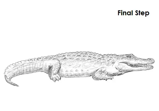 Crocodile Drawing Final Draw Crocodile Final